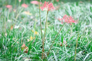 彼岸花百科 头条搜索