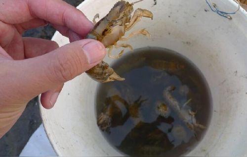 开心青岛市民沙滩捉皮皮虾半小时上百只