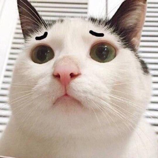 auki猫