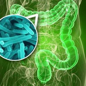 人体肠道的正常微生物