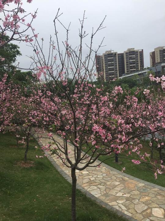 创业公园广州樱花开如画