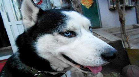 哈士奇导盲犬案例