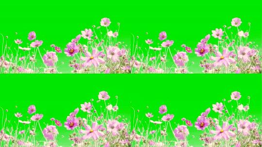 4k透明通道绿幕格桑花摇动视频素材