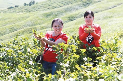 辽宁铁岭:第八届榛子节开幕