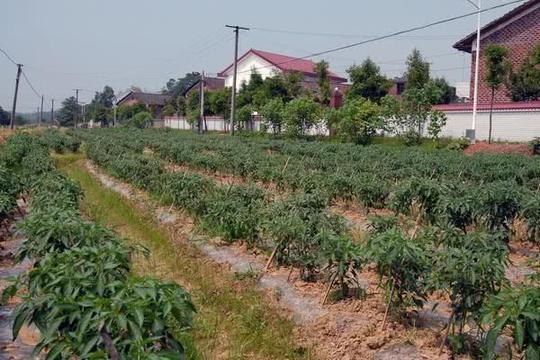 现在农村经历大改革,一定要趁早承包下这些项目,抓住机会赚钱