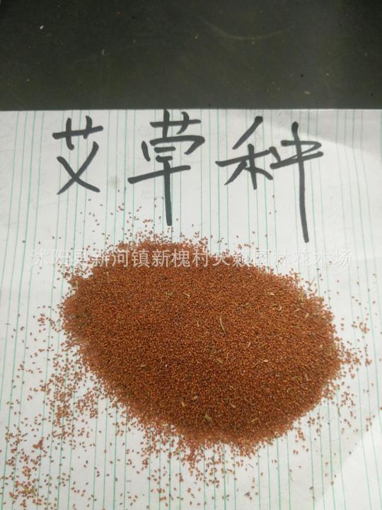 批发当年新采艾叶种子艾草种子直销艾蒿香艾草赠送播种技术示例图1