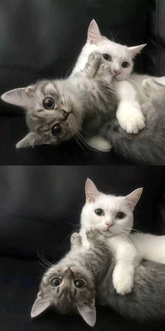猫壁纸