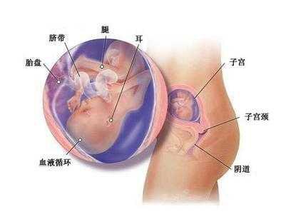 孕妇肚脐形状不同的原因