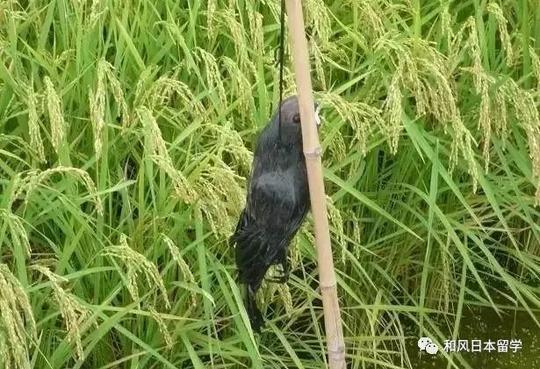 吓人还是吓鸟?日本的稻草人造型也太诡异了吧