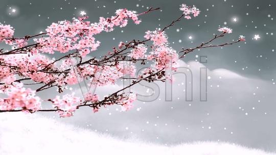 唯美梅花雪景-中国风背景视频素材-www.vjshi.com
