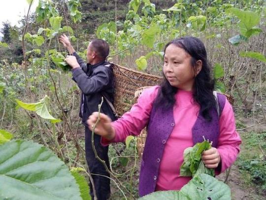 沈坝镇一对夫妻种桑养蚕勤劳致富助脱贫