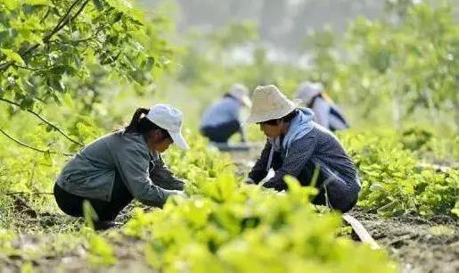 农村的荒山,荒地,可以用来搞创业项目吗?