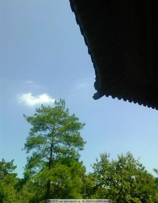 蓝天蓝天图片素材下载树木松树树叶树枝自然风景摄影