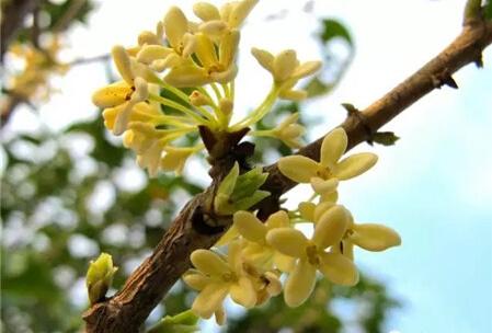 杜鹃花喻意:生意兴隆,爱的喜悦杜鹃花又名映山红,花石榴,有