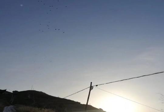 顺着夕阳的光辉,成群结队的红嘴乌鸦从空中悠闲地飞过,呀呀鸣叫,仿佛