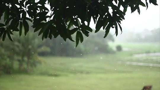 美女伸手接树叶雨滴高清实拍视频素材