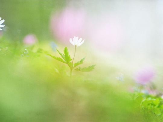 [推荐]雨佳的素材小苑-柔焦摄影风格花草高清照片素材