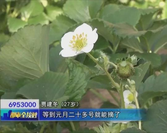 我们这一年:草莓小伙贾建冬的创业路