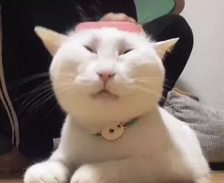 网友给猫咪梳毛,但是猫咪的毛有点紧,梳着梳着就变成了表情包!