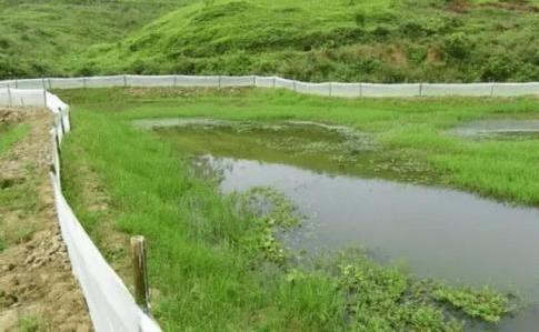3,池塘精养模式,一般亩产小龙虾150-250公斤,亩均利润4000元左右.