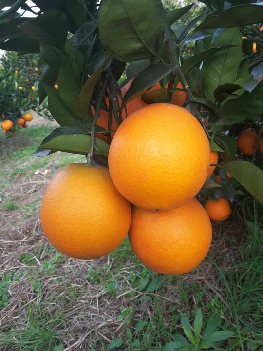湖南高糖低酸中熟甜橙锦蜜冰糖橙苗均高50cm