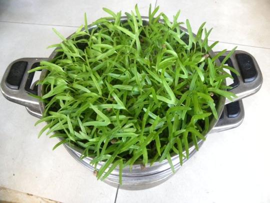 自己种芽苗菜3个台湾大学生创业种芽苗菜_我