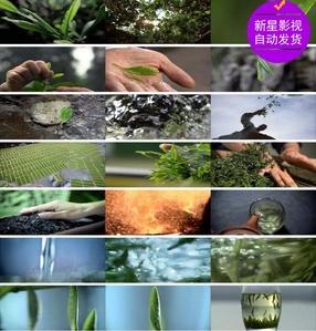茶园茶艺生产采茶品茶泡茶茶文化宣传片茶叶精品唯美镜头视频素材