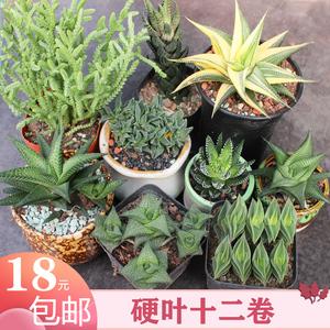 硬叶十二卷冷门多肉植物组合套餐绿植好养小盆栽鹰爪稀缺琉璃殿