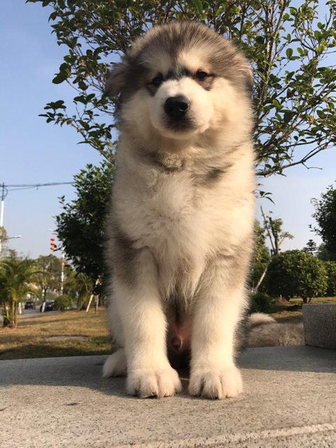 湖北健康码怎么一直是灰色的