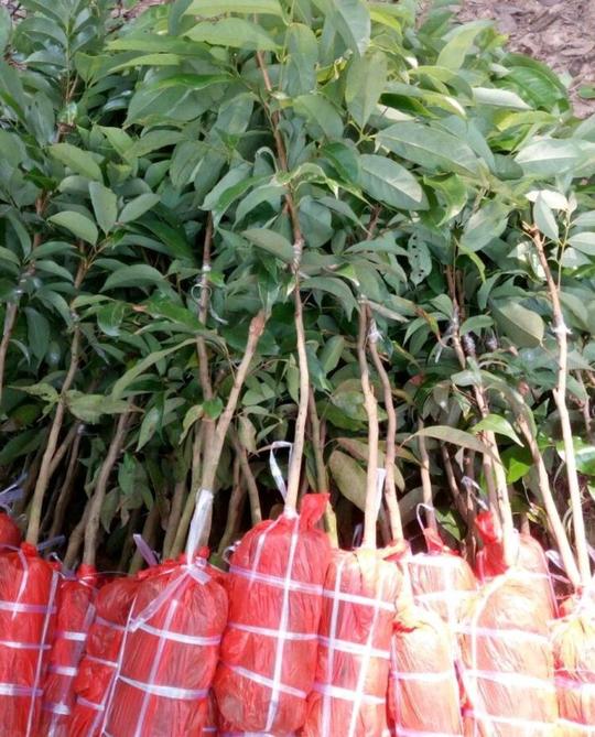 荔枝木苗
