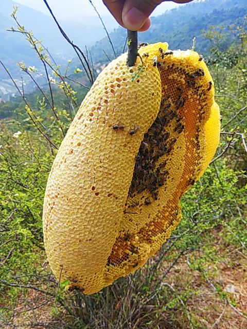 孕妇可以吃蜂蜜吗