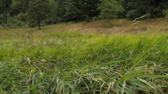 风吹牧草|白噪音环境音自然声|学习工作冥想放松专注治愈