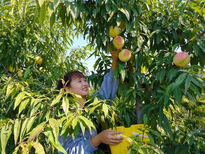 河北南和:特色种植助增收