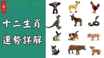 带你看十二生肖运势(十二生肖运势2021运势详解)