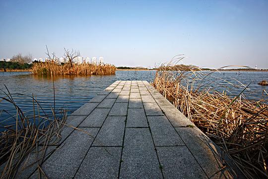 秋天的湿地芦苇_图片大全—全景创意图库（quanjing.com）中国领先的正版图片视频素材网站
