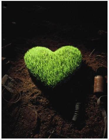 心,心形,爱,桃心,绿色,green,生命,grass,背景素材,唯美,意境,点滴,❤