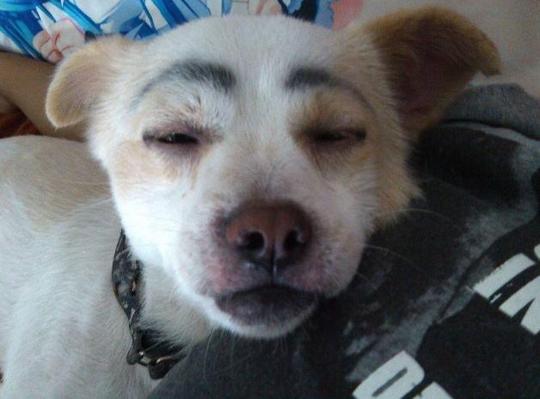 中文名:中华田园犬英文名:chineseruraldog别名:大黄狗,土狗