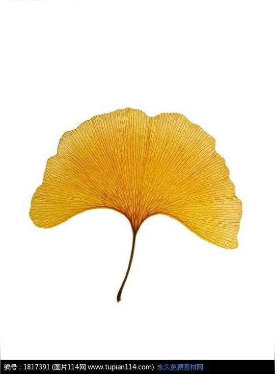 相关素材银杏叶白色背景植物素材静物摄影标本自然风光风景图片摄影