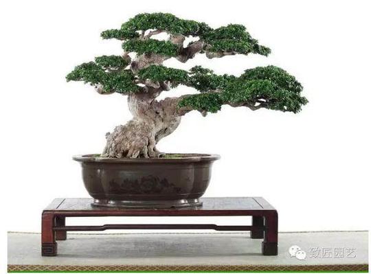 树桩盆景是否赚钱的前景分析