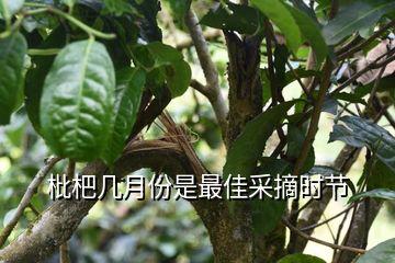 采摘时间最早的苹果？