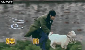 罗志祥鹅笑表情包