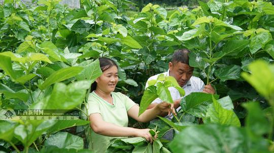 聋哑夫妻与"蚕"同居种桑养蚕收入过万(组图)_广西网