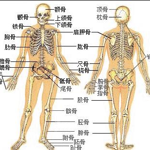 人体各部位骨名称 头条搜索