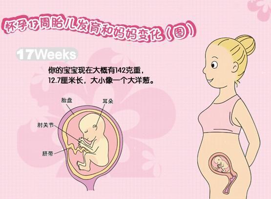 怀孕第17周宝宝发育怎么样