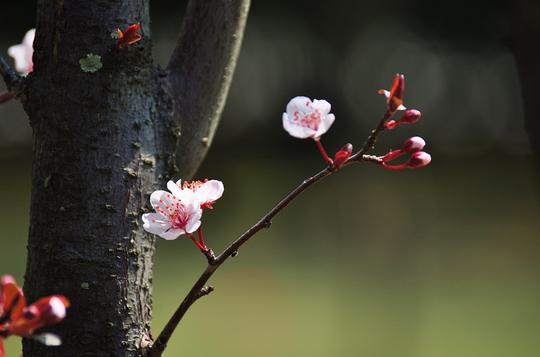 【梨花最伤感摄影图片】生态摄影