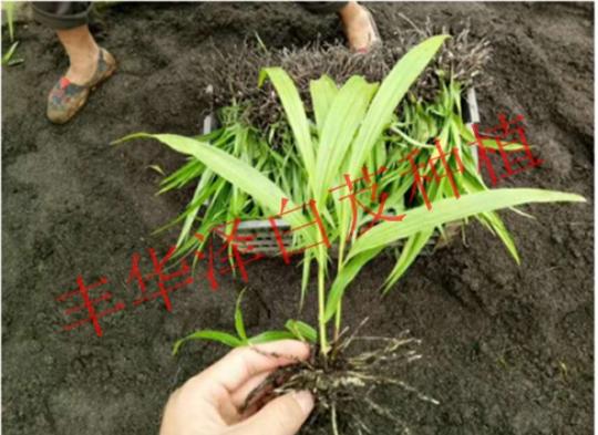 中药白芨种植--农村创业项目推荐