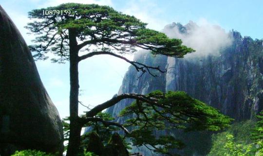 黄山迎客松风景图片图片素材10879