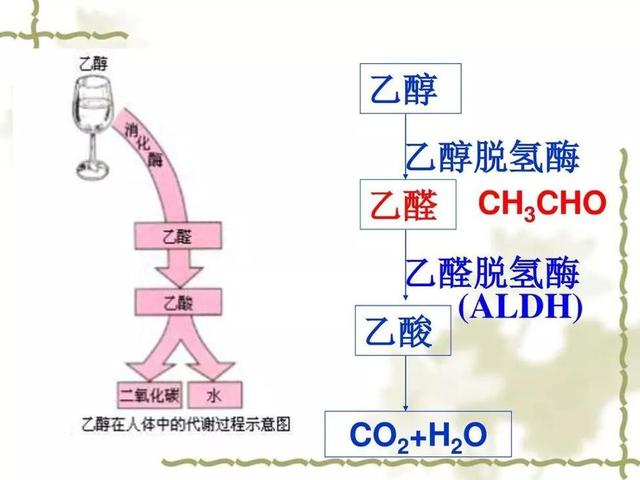 造血干细胞特有的蛋白质