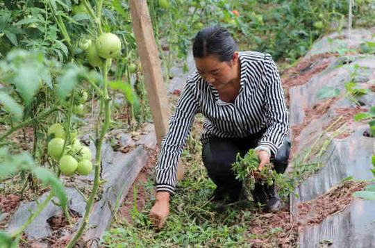 (图为:杨福光的妻子余金莲在大棚里干活)