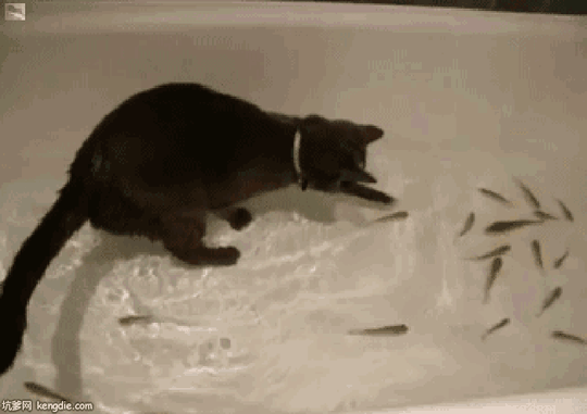 鱼缸中抓鱼的猫gif动态图片